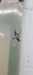 Argiope aetherea