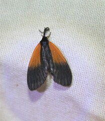 Pyromorpha dimidiata