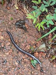 Gymnophiona
