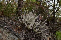 Monochasma savatieri