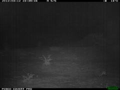 Paraechinus aethiopicus