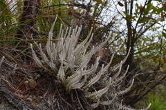 Monochasma savatieri