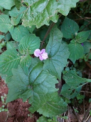 Impatiens sylvicola