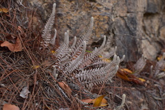 Monochasma savatieri