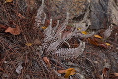 Monochasma savatieri