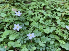 Ellisiophyllum pinnatum