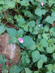 Impatiens sylvicola
