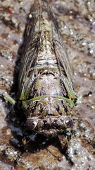 Cicadidae