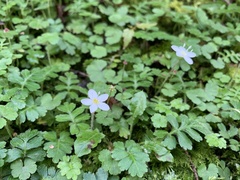 Ellisiophyllum pinnatum