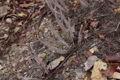 Monochasma savatieri