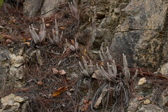 Monochasma savatieri