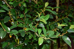 Magnolia figo