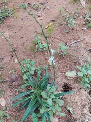 Chlorophytum comosum