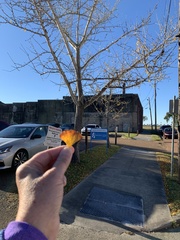 Ginkgo