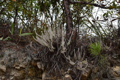 Monochasma savatieri