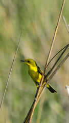 Pseudocolopteryx acutipennis