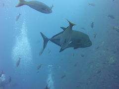 Caranx lugubris
