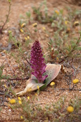 Lachenalia carnosa