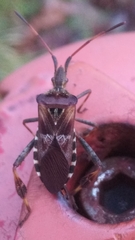 Leptoglossus occidentalis