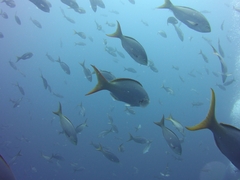 Cephalopholis colonus