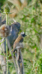 Polystictus pectoralis