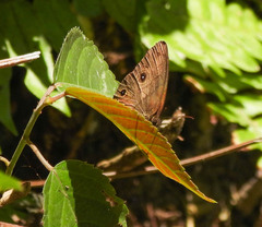 Hermeuptychia harmonia