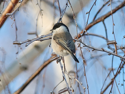 Marsh Tit