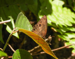 Hermeuptychia harmonia