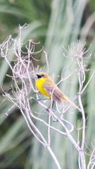 Pseudocolopteryx acutipennis