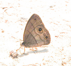Hermeuptychia harmonia