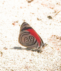 Diaethria clymena