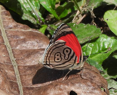 Diaethria clymena