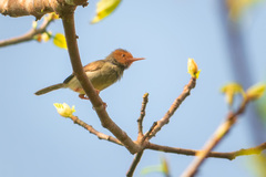 Orthotomus sepium