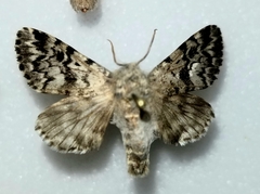 Panthea acronyctoides