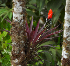 Guzmania monostachia