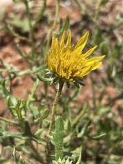 Hirpicium bechuanense