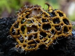 Polycephalomyces tomentosus