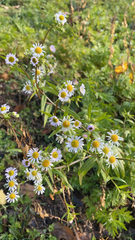 Erigeron annuus