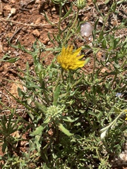 Hirpicium bechuanense