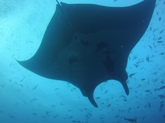 Mobula birostris