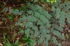 Albizia kalkora
