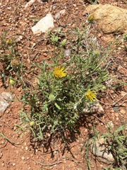 Hirpicium bechuanense
