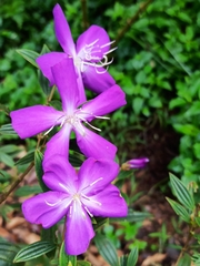 Pleroma semidecandrum