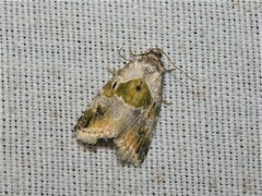 Maliattha synochitis