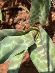 Ledebouria inquinata