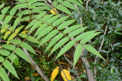 Zanthoxylum ailanthoides