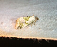 Maliattha synochitis