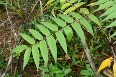 Zanthoxylum ailanthoides