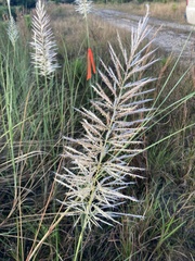 Saccharum spontaneum