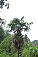 Trachycarpus fortunei